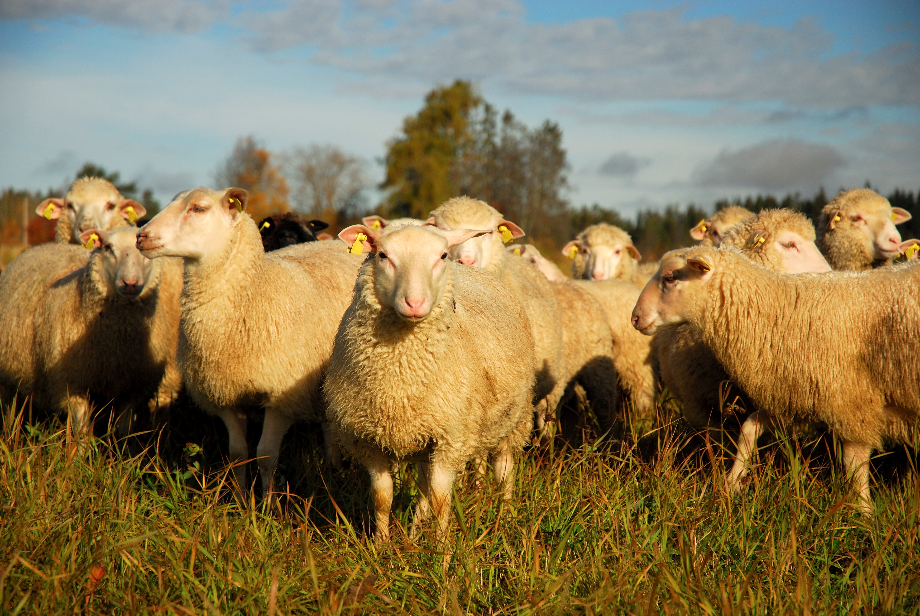 Sheep